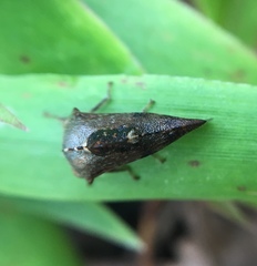 Telamona decorata