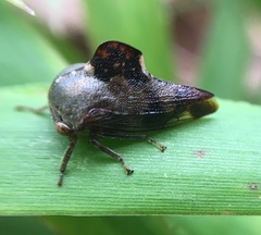 Telamona decorata