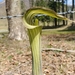 Arisaema japonicum - Photo (c) thatotterdoit, some rights reserved (CC BY-NC), uploaded by thatotterdoit