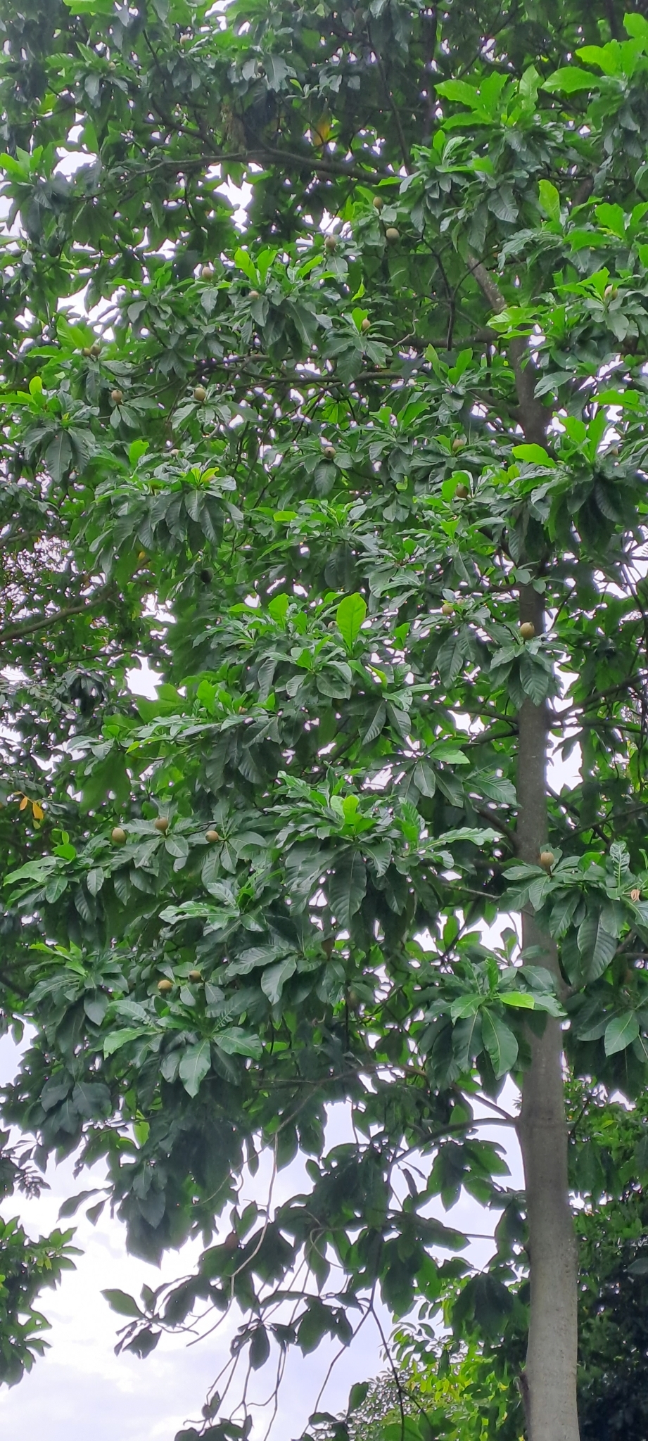 Genipa americana
