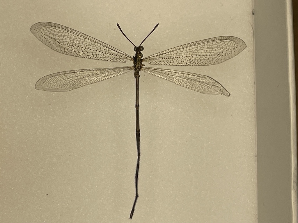 Brachynemurus longicaudus