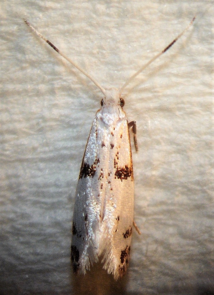 Sagephora felix