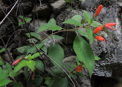 Moussonia jaliscana