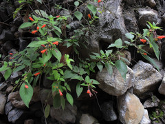 Moussonia jaliscana