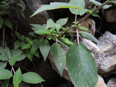 Moussonia jaliscana