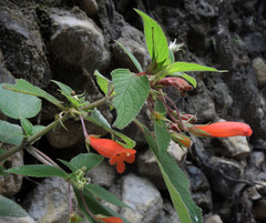 Moussonia jaliscana
