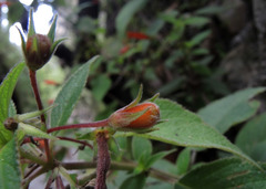 Moussonia jaliscana