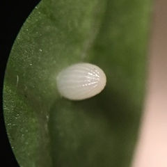 Danaus gilippus