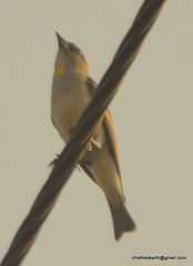Gymnoris xanthocollis