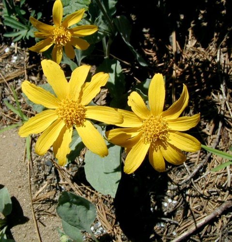 mock leopardbane (Arnica dealbata)