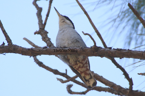 Giant Nuthatch