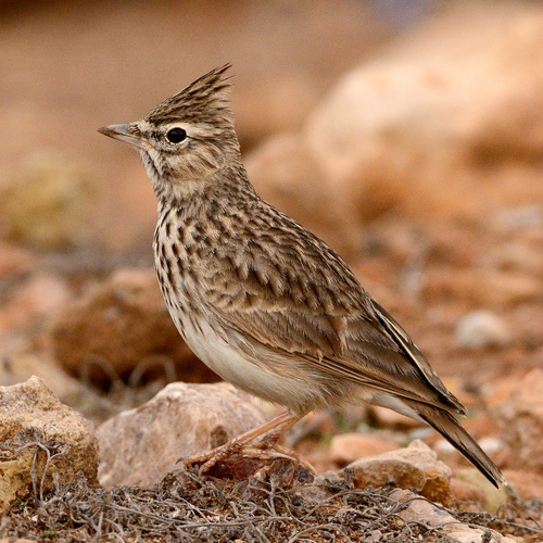 Representative image of Galerida