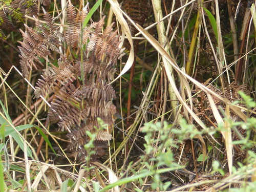 Russet-crowned Crake (Rufirallus viridis), photo 7