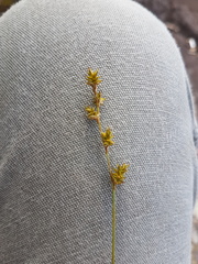 Stellulatae