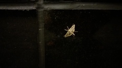 Nausinoe perspectata