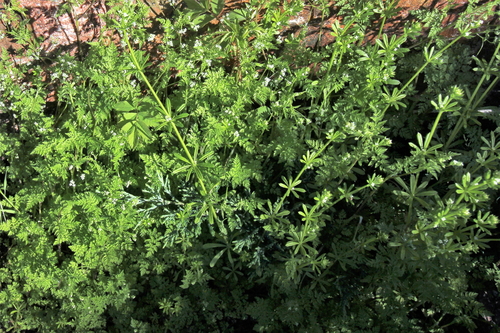 Anthriscus scandicina iNat (3)