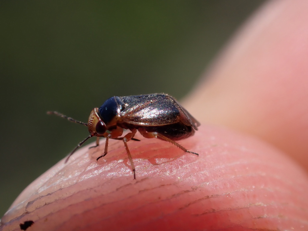 Strongylocoris cicadifrons