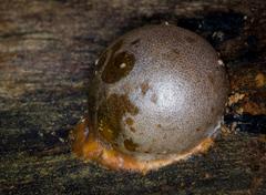Lycogala flavofuscum