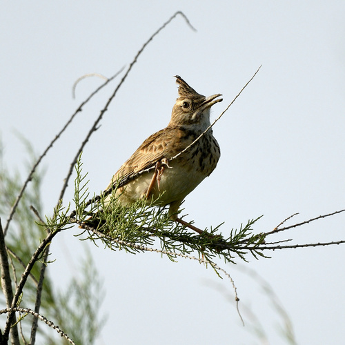 Crested Lark