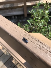 Hermetia sexmaculata