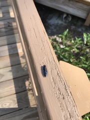 Hermetia sexmaculata