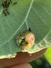 Eurypepla calochroma