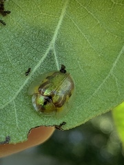 Eurypepla calochroma