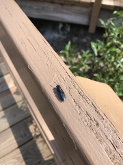 Hermetia sexmaculata