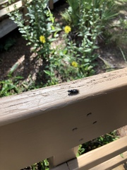 Hermetia sexmaculata