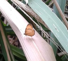 Tegosa anieta luka