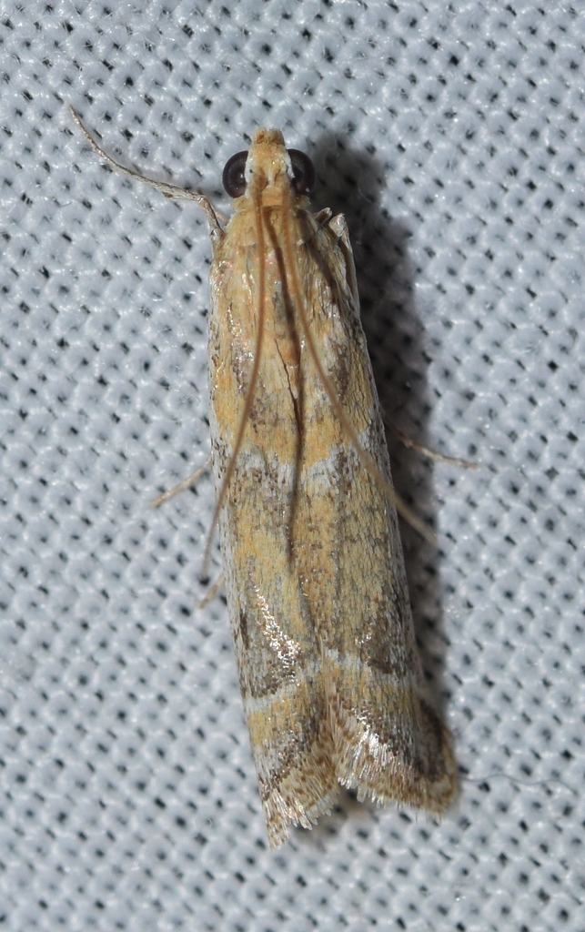 Ancylosis samaritanella