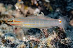 Crosshatch Goby photo 2