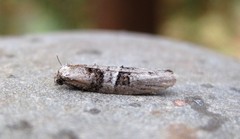 Decodes macdunnoughi