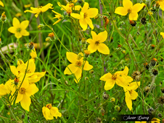 Bidens serrulata