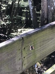 Argiope aurantia image