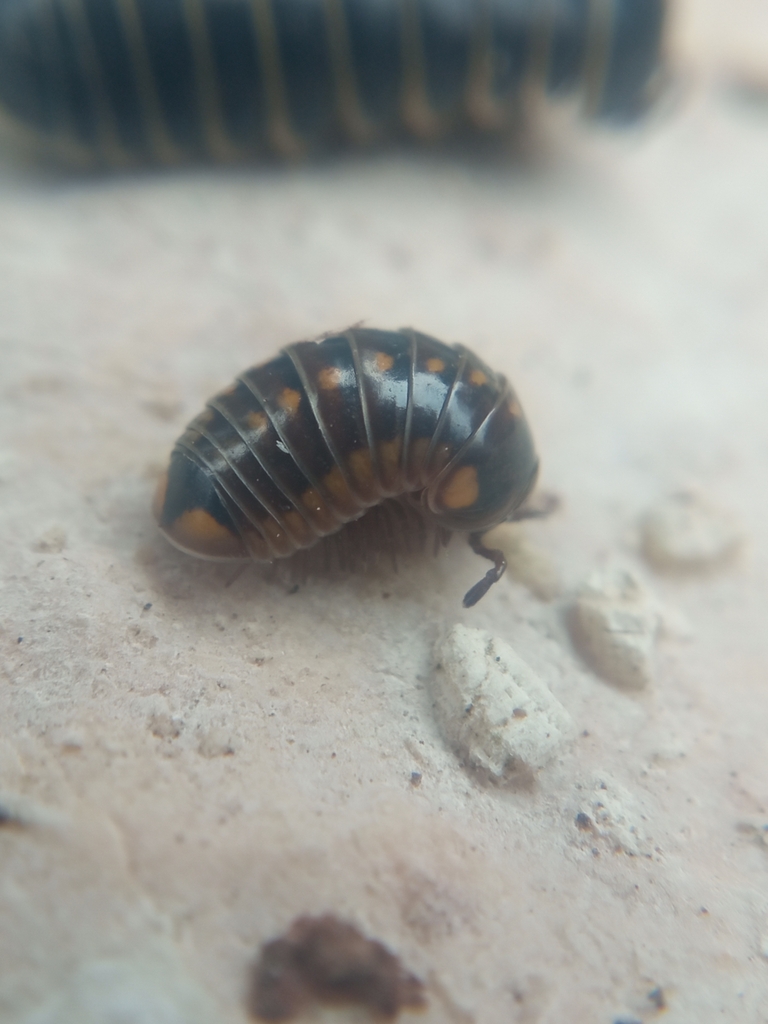 Glomeris valesiaca