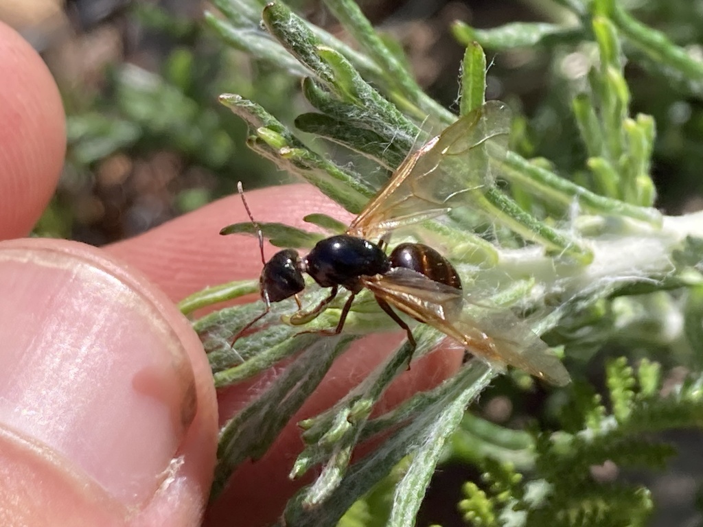 Carpenter Ants, Typical Sugar Ants and Allies from Tijuana, Baja