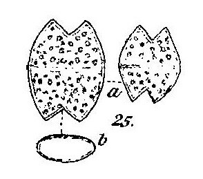 Euastropsis