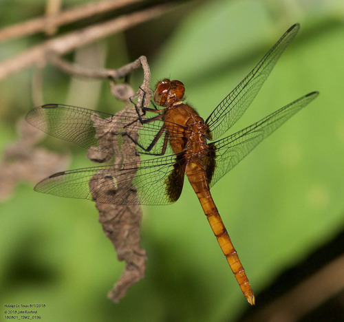 Claret Pondhawk photo 4