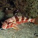 Striped Red Mullet - Photo (c) whodden, some rights reserved (CC BY-NC), uploaded by whodden