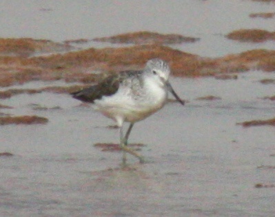 Tringa nebularia