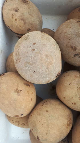 Bambangan (Mangifera pajang)