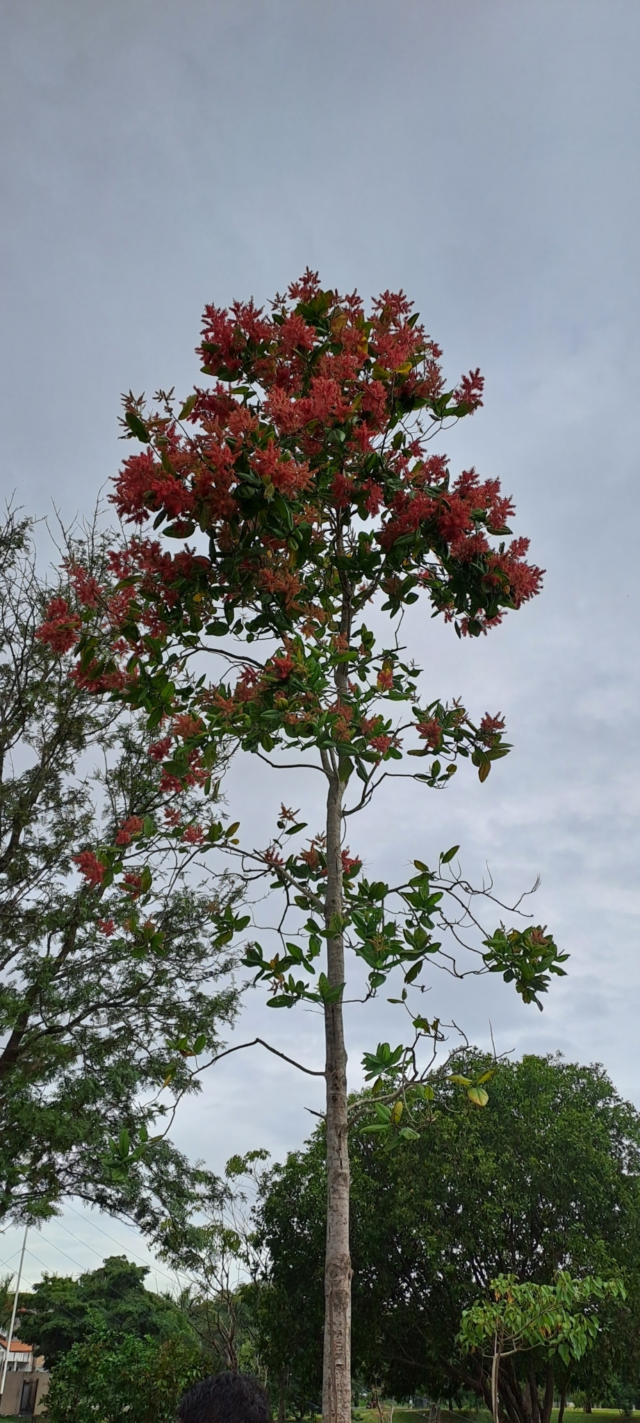 Triplaris americana