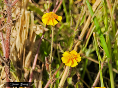 Tridax trilobata