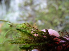 Anomodon viticulosus