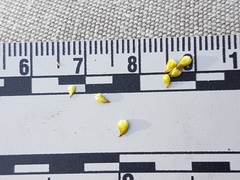 Stellulatae