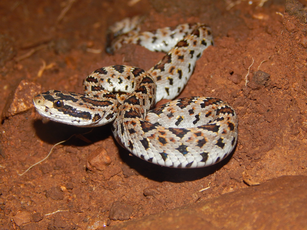 Guerreran Long-Tailed Rattlesnake