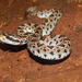 Guerreran Long-tailed Rattlesnake - Photo (c) Vazquez -Arroyo, E., some rights reserved (CC BY-NC), uploaded by Vazquez -Arroyo, E.