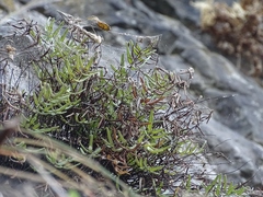 Pellaea glabella