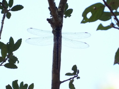 Triacanthagyna trifida